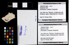 Foto (Objekt + Etiketten) von Brachyura indet. 